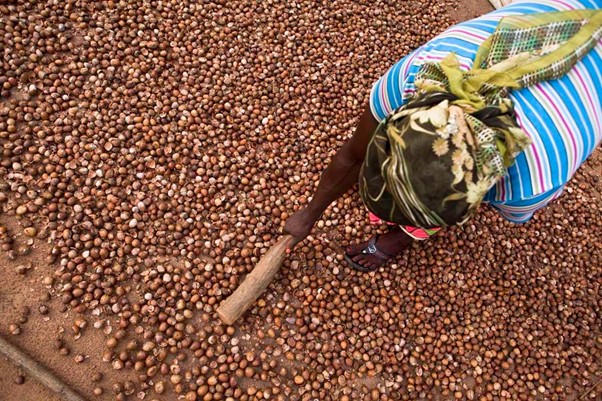 Ghana: Empowering women by investing in the sheanut value chain